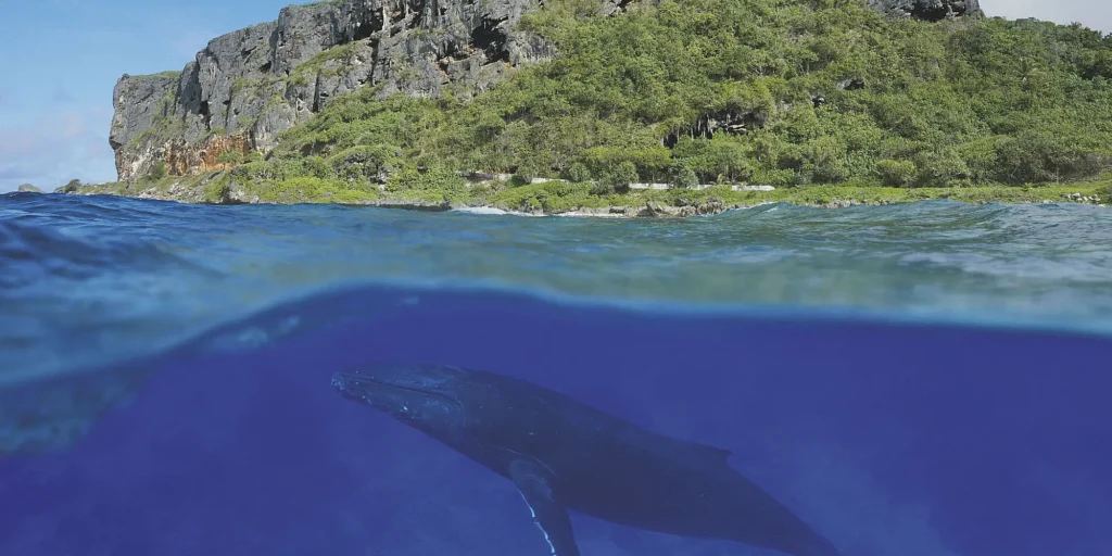 Whale Watching Rurutu