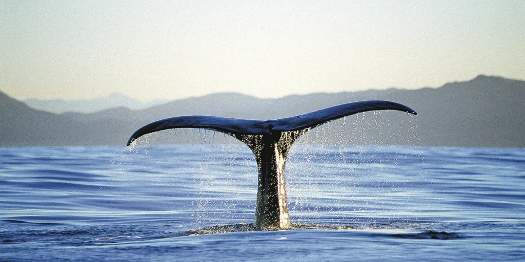 Whale Watching Kaikoura